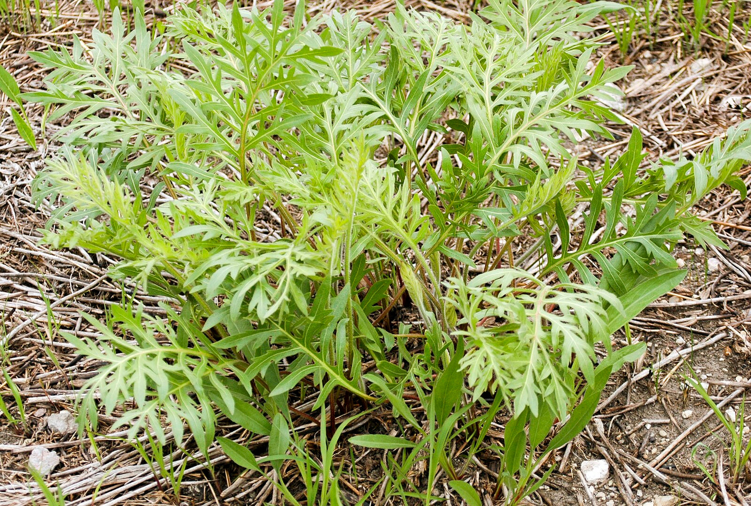 Silphium laciniatum (compass plant) finely textured green foliage
