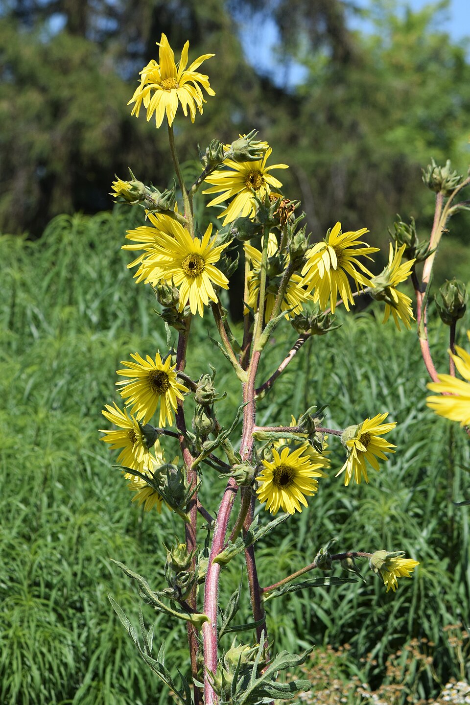 Silphium laciniatum (compass plant) in bloom