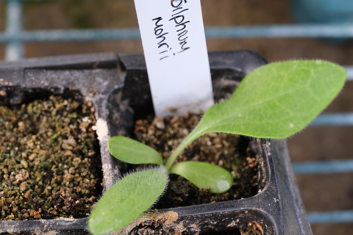 silphium seedling