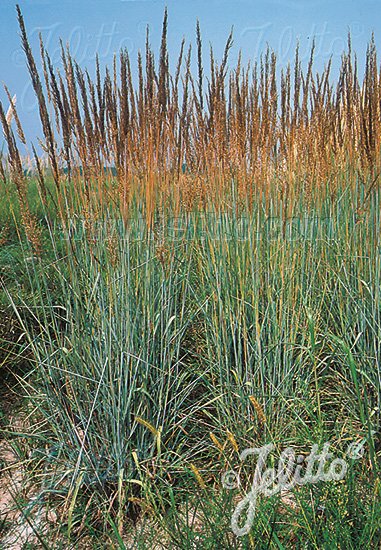 Sorghastrum nutans &