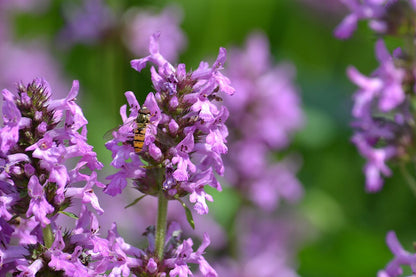 Stachys officinalis