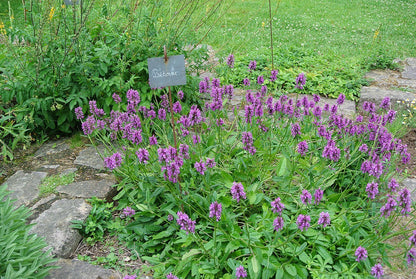 Stachys officinalis