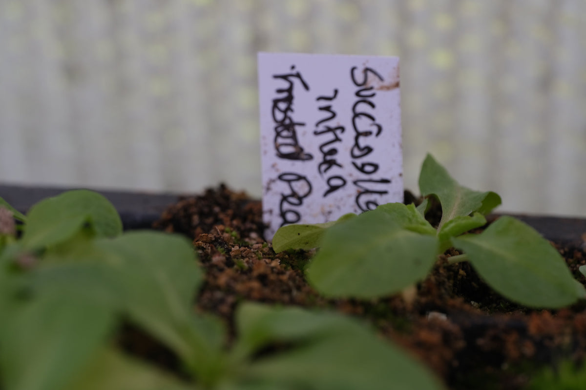 Succisella seedling