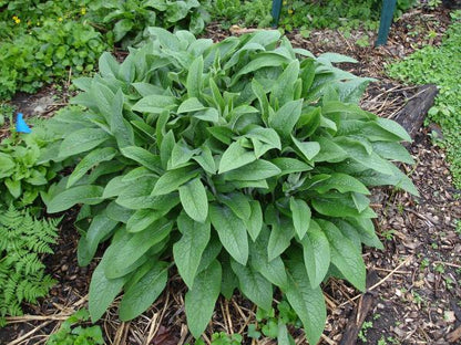 Comfrey foliage