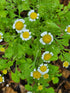 Tanacetum parthenium &