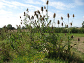 Dipsacus sativus (Fuller&