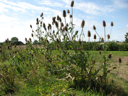 Dipsacus sativus (Fuller&