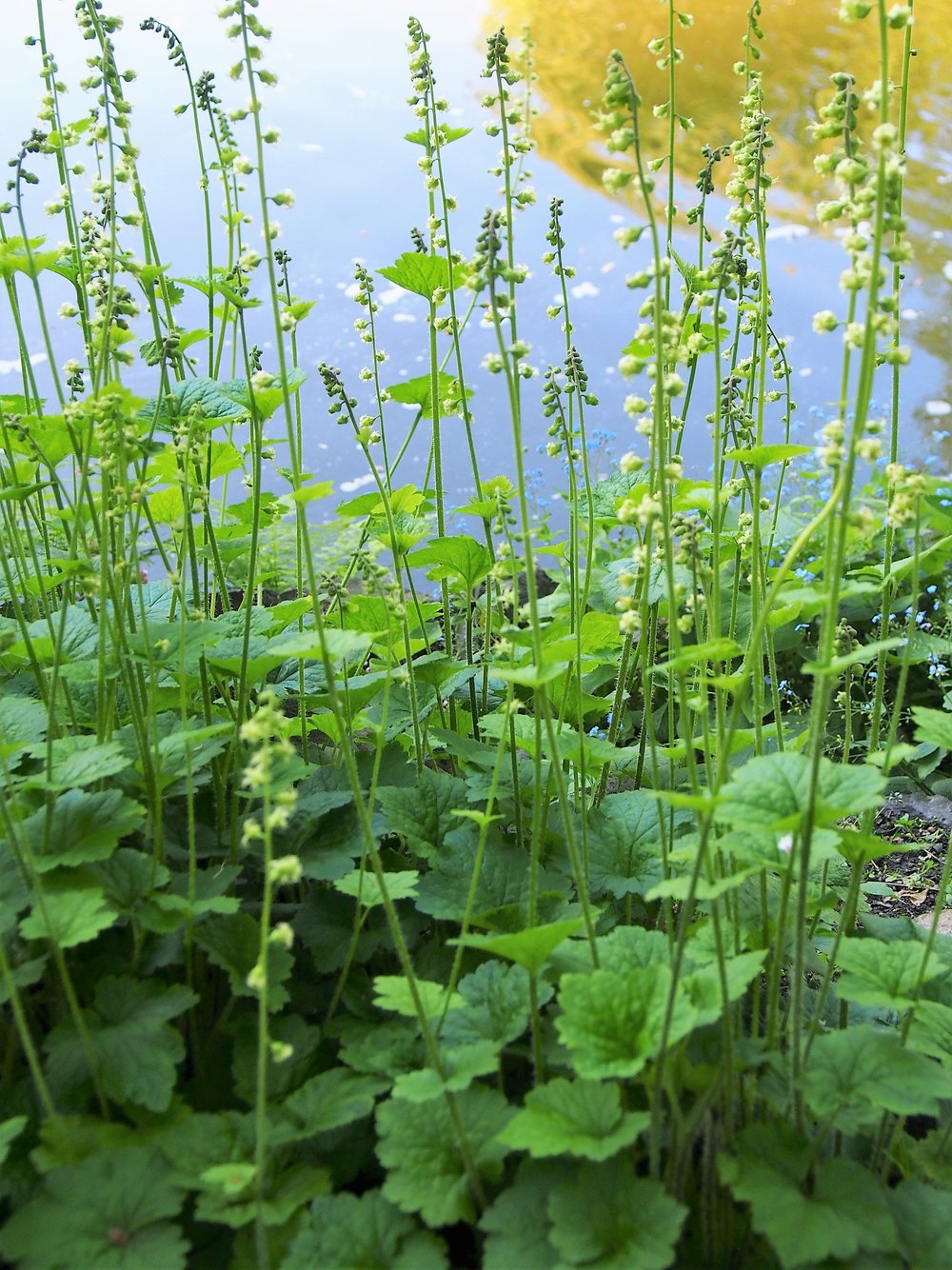 Telima Tellima grandiflora – The Old Dairy Nursery & Gardens