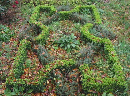 Teucrium chamaedrys