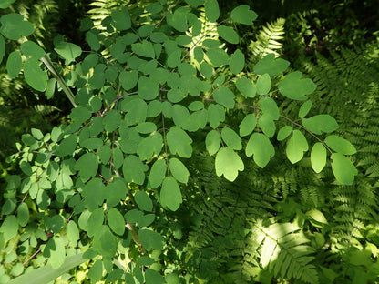 Thalictrum rochebrunianum. | lavender mist meadow rue