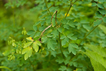 Thalictrum aquilegiifolium &