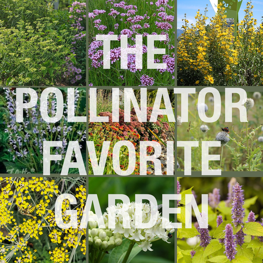 The Pollinator Favorite Garden