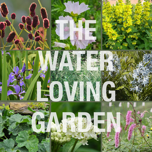 The Water Loving Garden