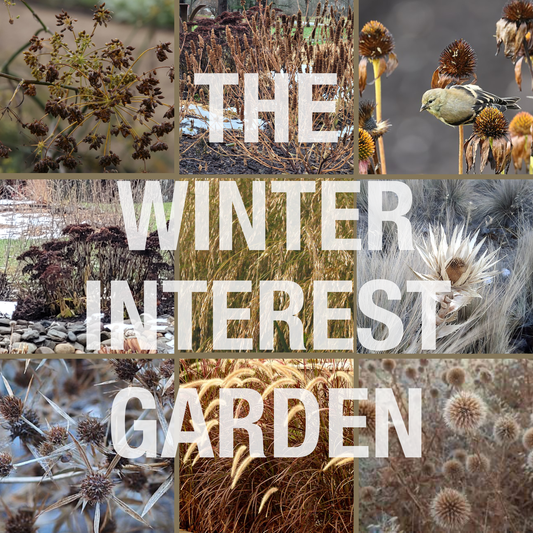 The Winter Interest Garden