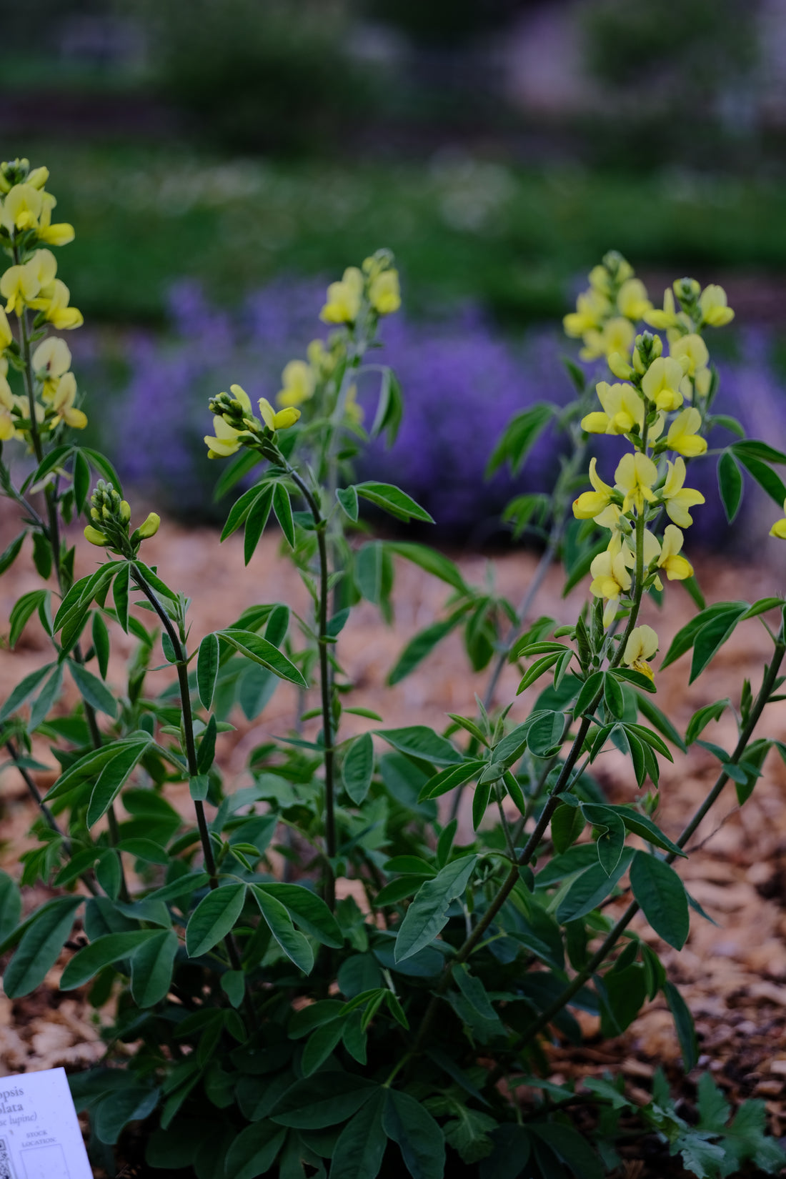 Thermopsis lanceolata | yellow false lupine young plant in bloom at The Old Dairy Nursery