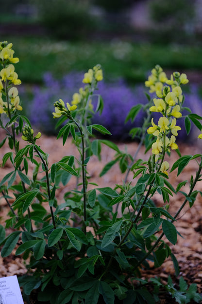 Thermopsis lanceolata | yellow false lupine young plant in bloom at The Old Dairy Nursery
