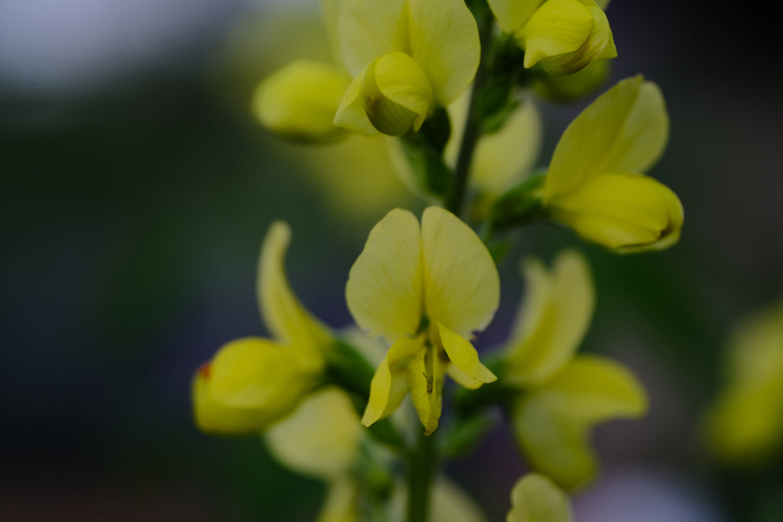 Thermopsis lanceolata | yellow false lupine close up of yellow flowers in spring at The Old Dairy Nursery