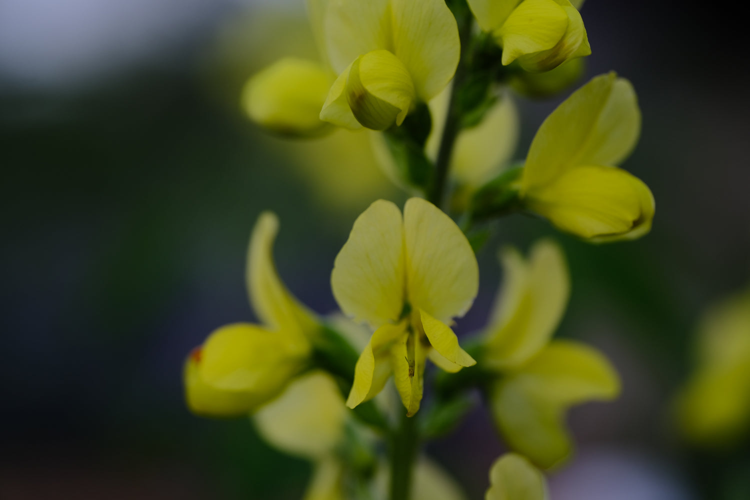 Thermopsis lanceolata | yellow false lupine close up of yellow flowers in spring at The Old Dairy Nursery