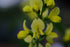 Thermopsis lanceolata | yellow false lupine close up of yellow flowers in spring at The Old Dairy Nursery