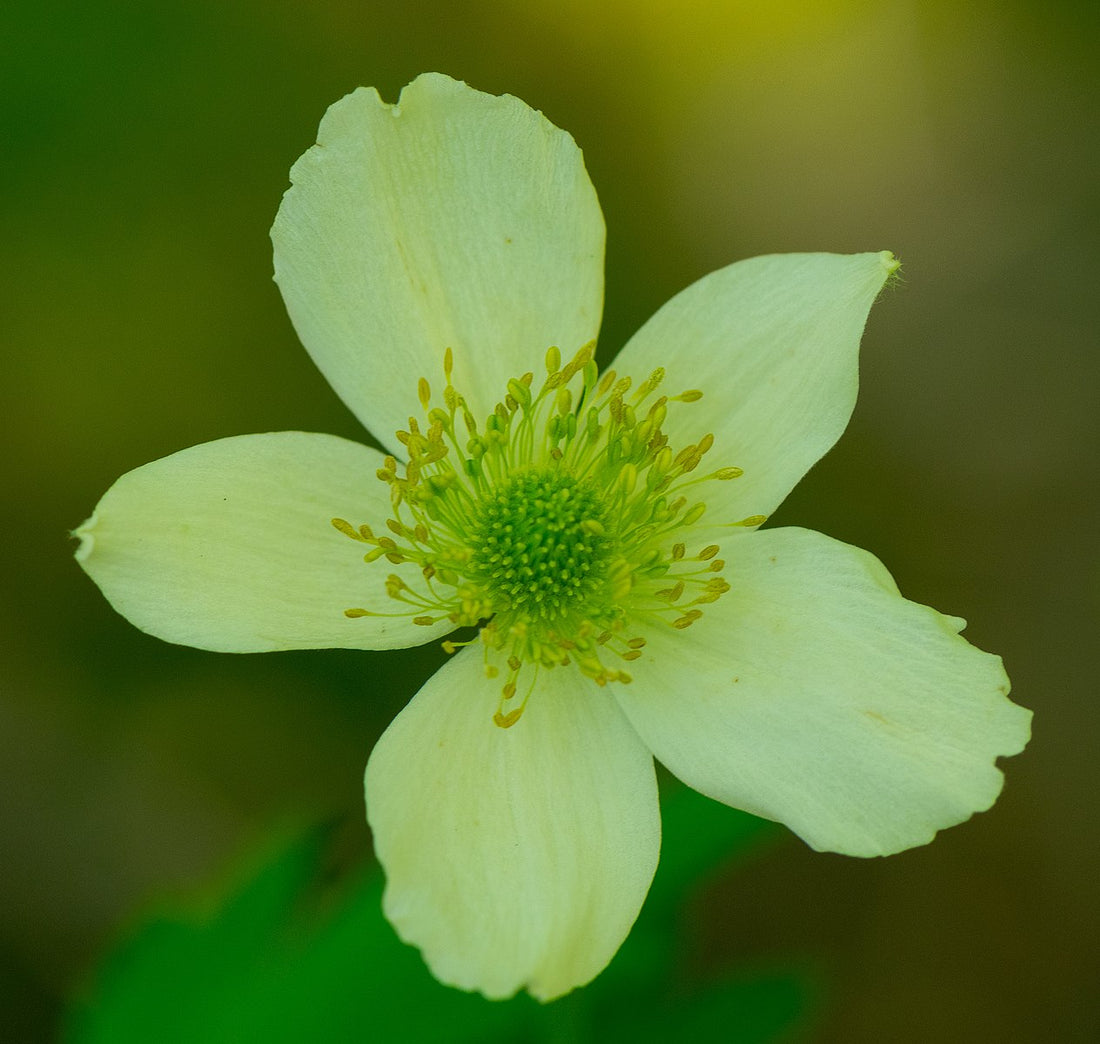 Anemone cylindrica | Candle Anemone
