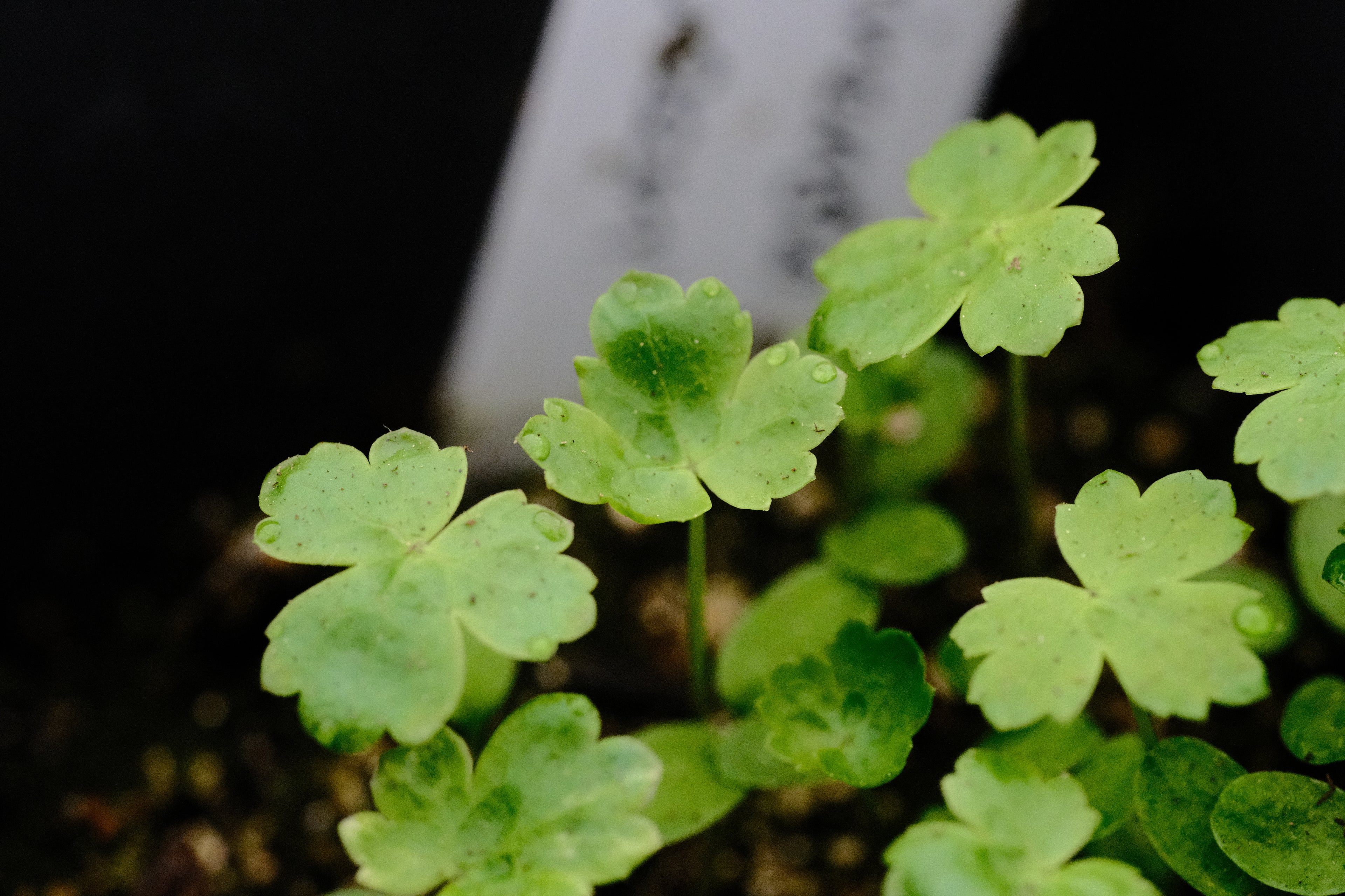 Trollius seedlings at The Old Dairy Nursery