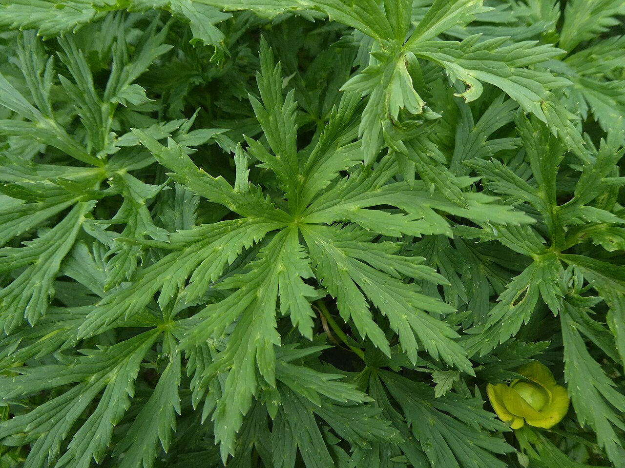 Trollius europaeus (common globe flower) foliage