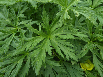 Trollius europaeus (common globe flower) foliage