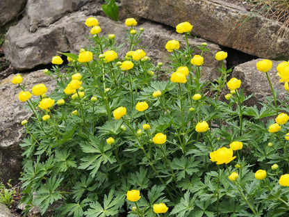Trollius europaeus (common globe flower) in bloom