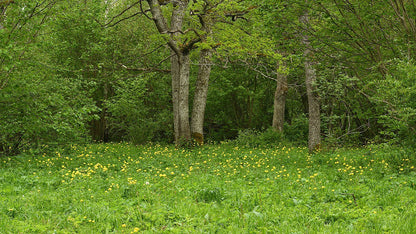 Trollius europaeus