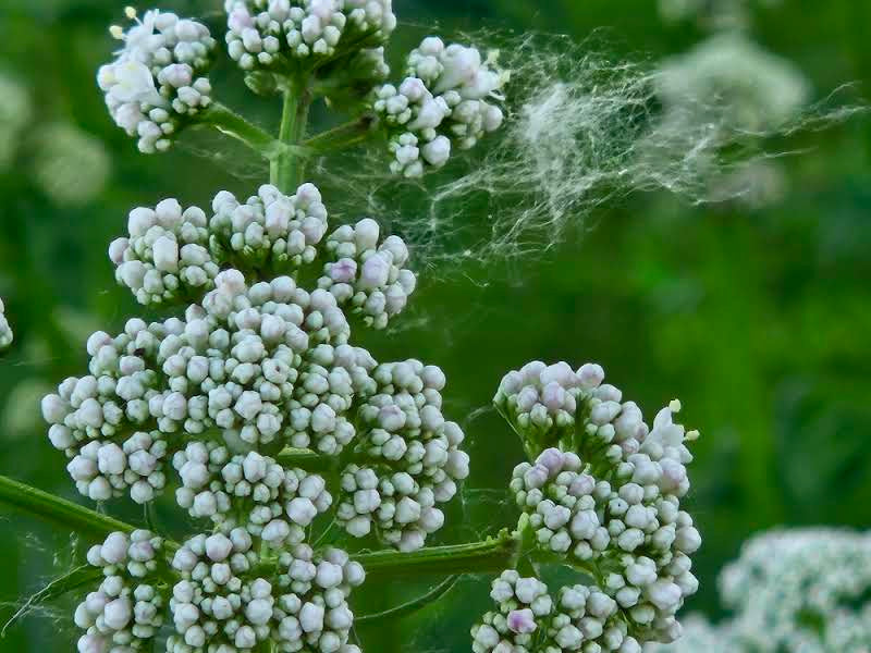 Valeriana officinalis (common valerian) close up of buds