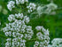 Valeriana officinalis (common valerian) close up of buds