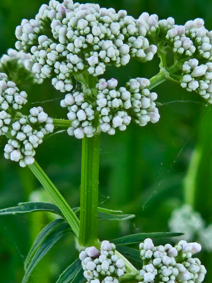 Valeriana officinalis (common valerian) flower