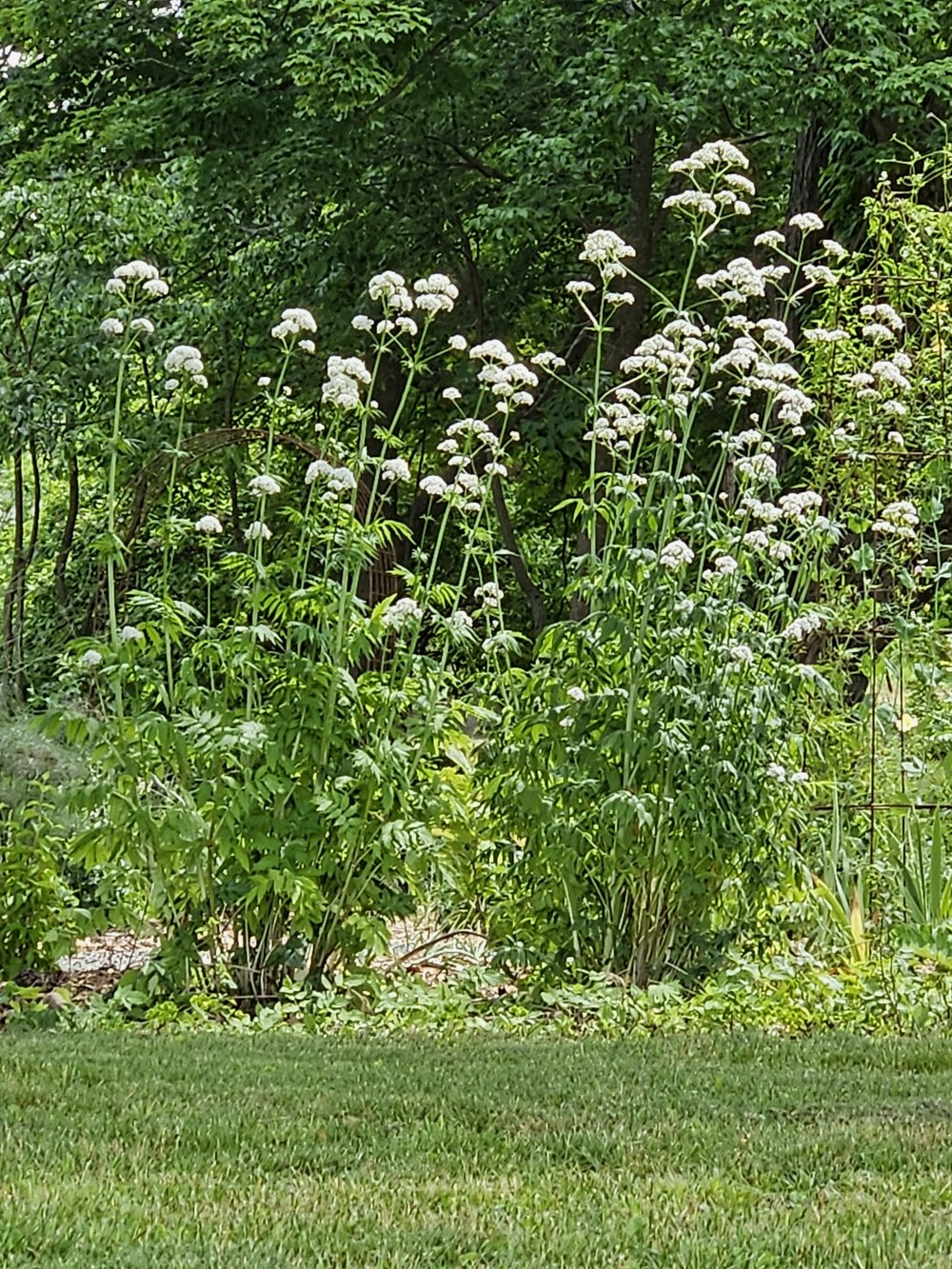 Valeriana officinalis (common valerian) in garden 