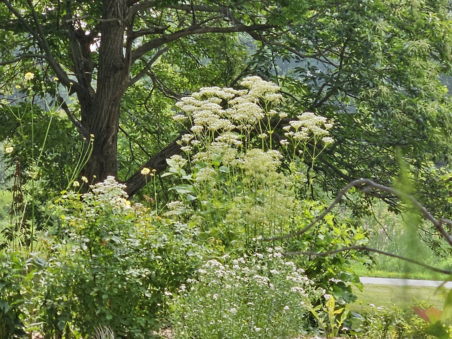 Valeriana officinalis (common valerian) in garden setting