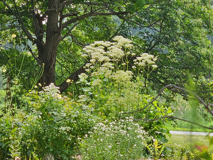Valeriana officinalis (common valerian) in garden setting