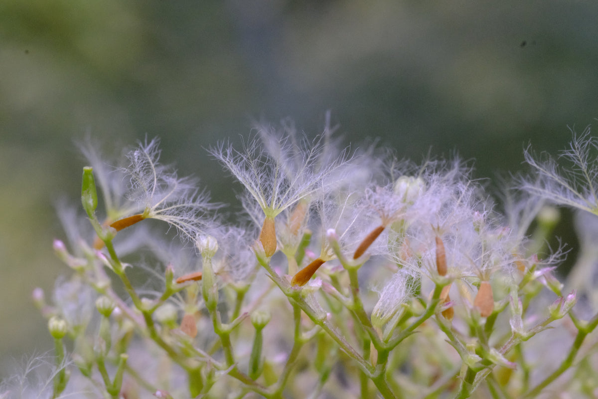 Valeriana officinalis (common valerian) seed head