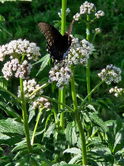 Valeriana officinalis (common valerian) with Black Swallowtail butterfly