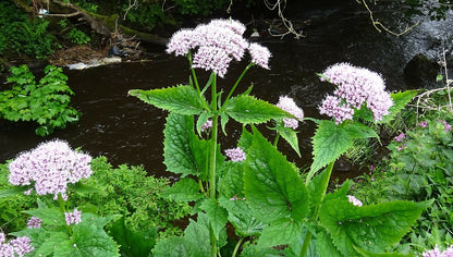 Valeriana pyrenaica