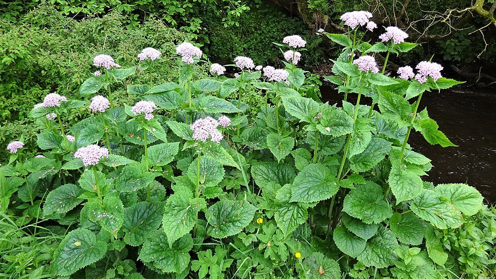 Valeriana pyrenaica (Pyrenean valerian) in bloom