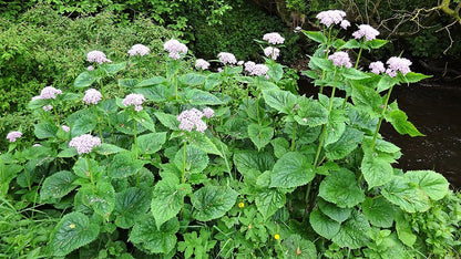 Valeriana pyrenaica (Pyrenean valerian) in bloom