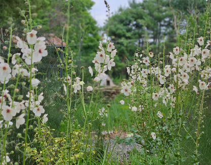 Verbascum blattaria f. albiflorum