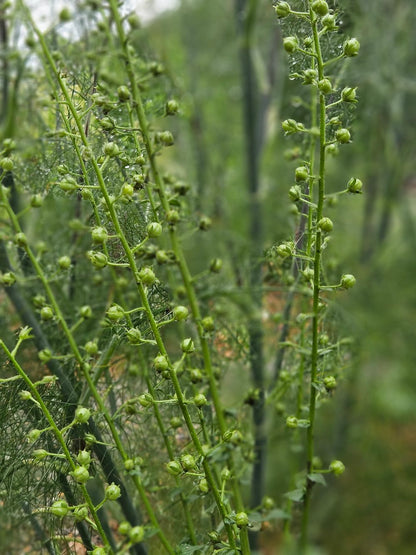 Verbascum blattaria f. albiflorum