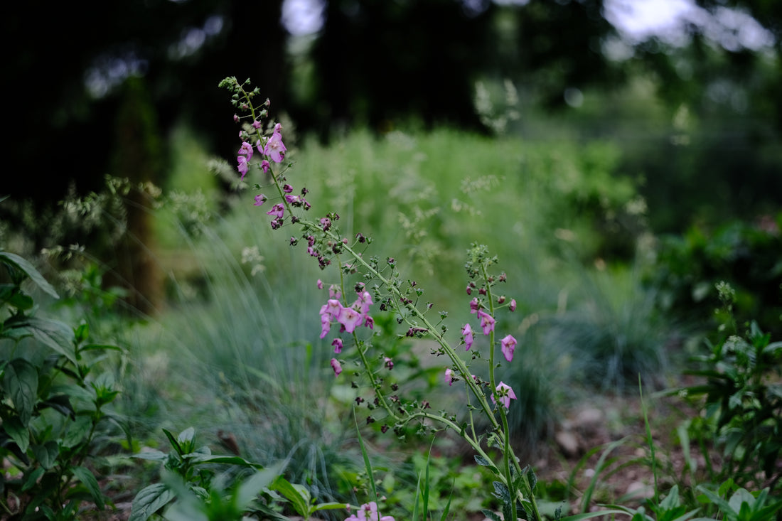 Verbascum phoeniceum &