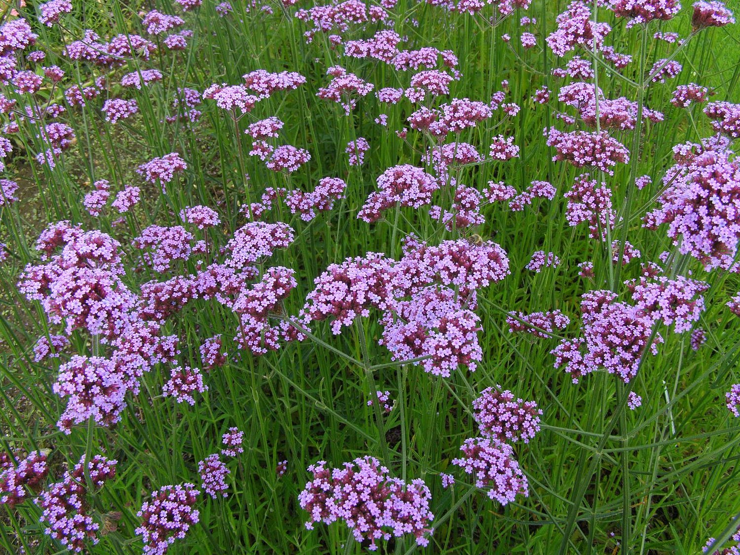 Verbena bonariensis (tall verbena)