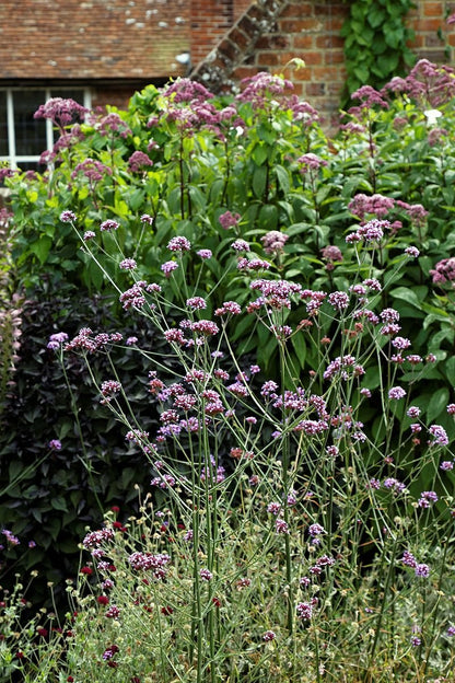 Verbena bonariensis (tall verbena) in the garden