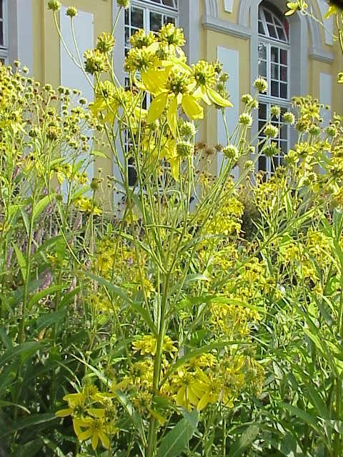 White Wingstem Verbesina alternifolia | wingstem – The Old Dairy Nursery & Gardens