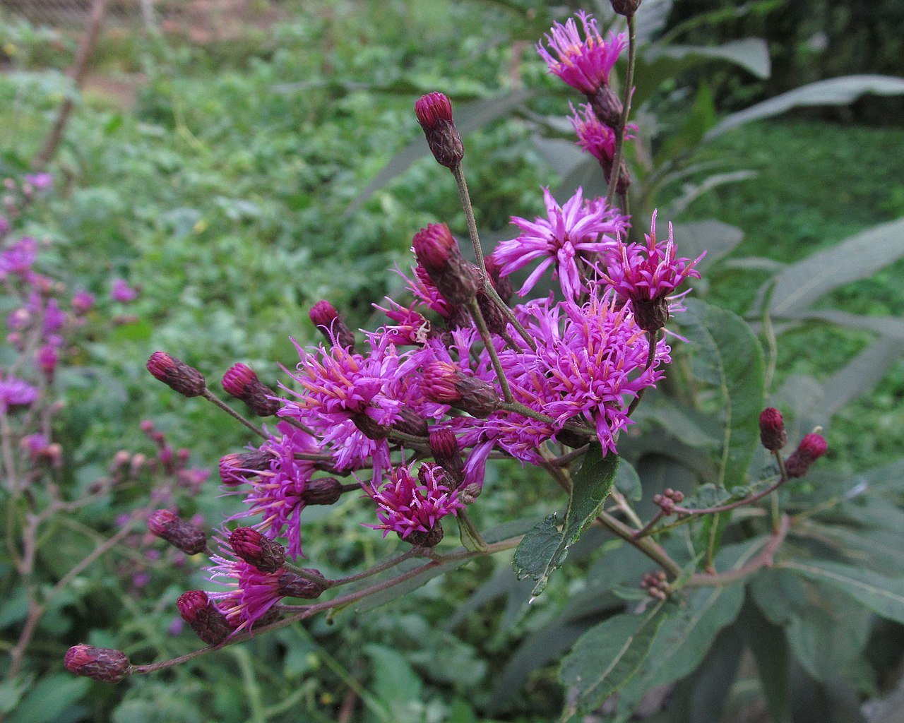 Vernonia gigantea the old dairy nursery gardens