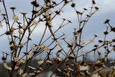 Vernonia gigantea dried skeleton in the March garden