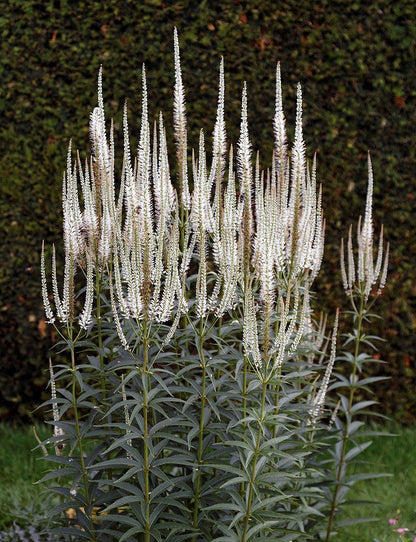 Veronicastrum virginicum f. albiflorum