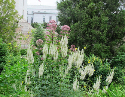 Veronicastrum virginicum f. albiflorum